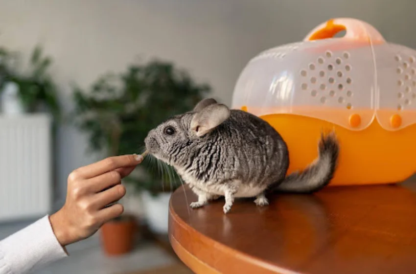rodent-snake-prevention-tampa-home