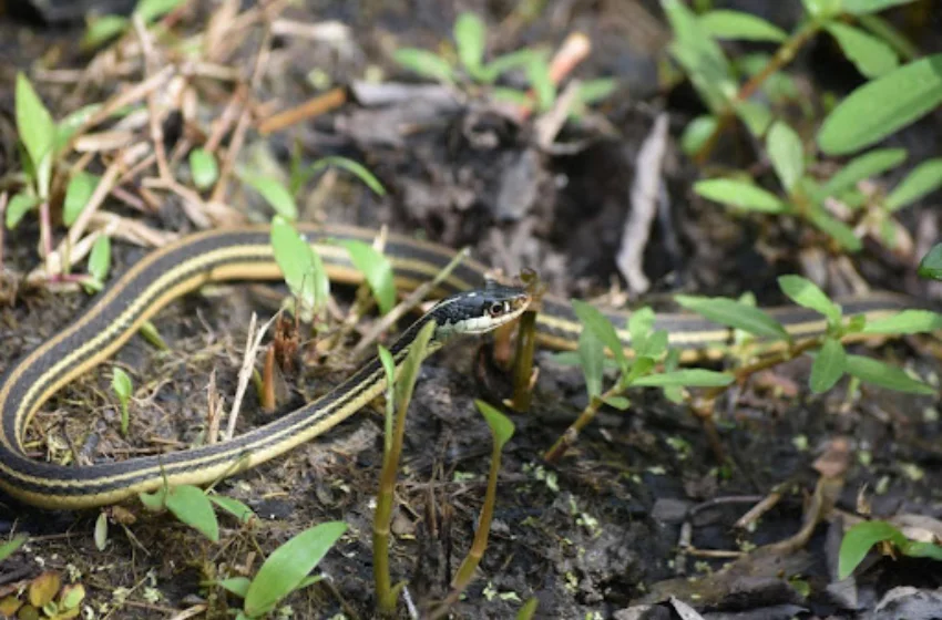 snake-removal-polk-county
