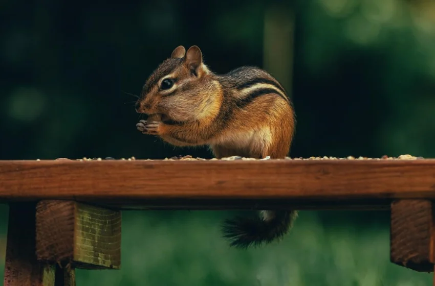 squirrels-in-attic-lake-county